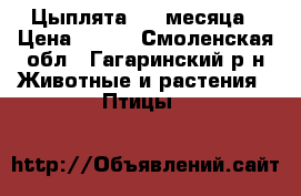 Цыплята 1,5 месяца › Цена ­ 150 - Смоленская обл., Гагаринский р-н Животные и растения » Птицы   